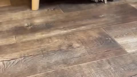 Lil puppy playing