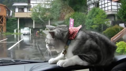 Cat Has Fun While Playing With Windshield Wipers