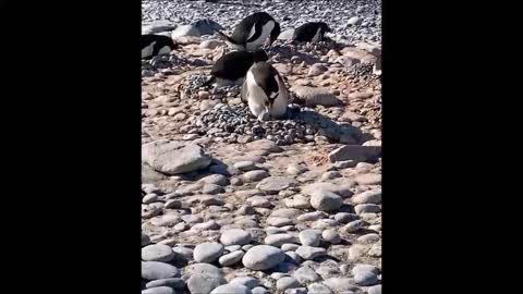 Amazing Penguins