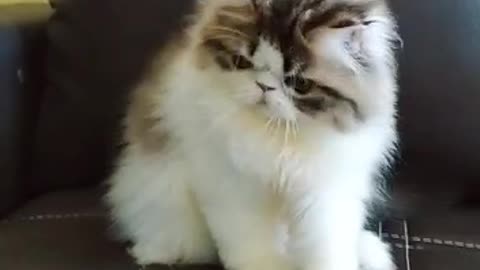 Funny Cat for Show