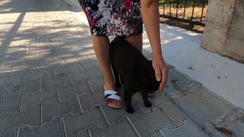 Black cat purring loudly is so cute and friendly