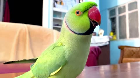 Funny Parrot Talking and Dancing - Funny Pet video - Cute Animalsp5