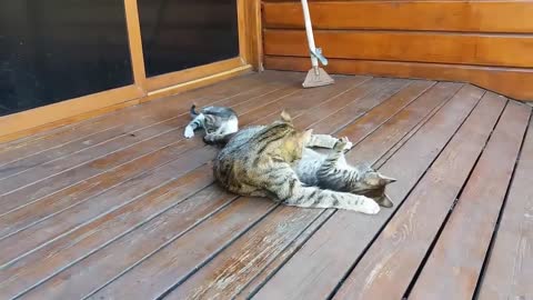 Mom cat cleaning her kitten by force