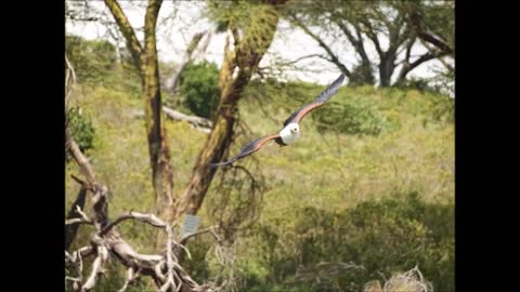 African Fish Eagle. Lake Naivasha, Kenya. Oct 2022