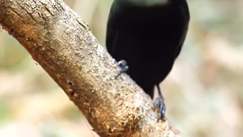 A rare aristocratic bird of the pentail tree magpie in nature