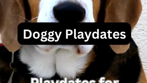 Doggy Playdates