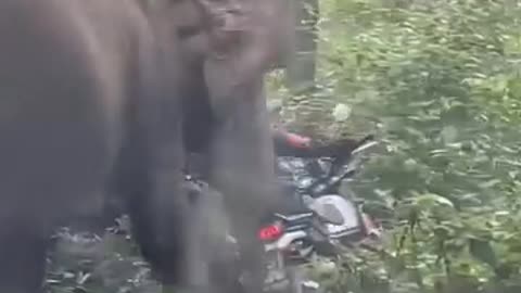 Elephant attack the bike rider