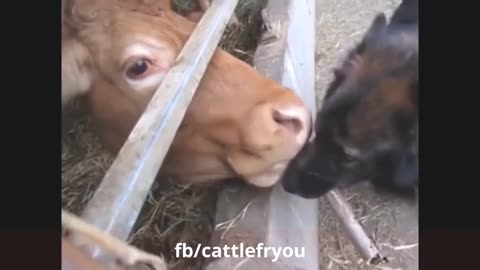 funny animal videos |