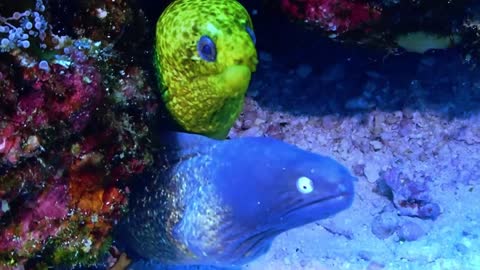 Unique sea eels are green and blue