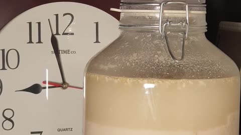 Makgeolli yeast fermentation 10 days 180 times faster. 막걸리 누룩 발효 10일 180배속