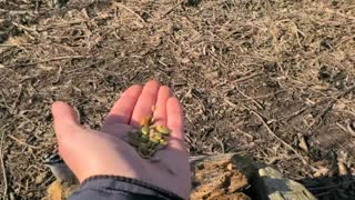 3 species of birds hand feeding 21.03.2022