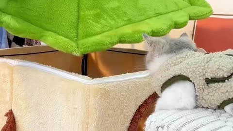 Little cat's little house 🏡 cute funny cat