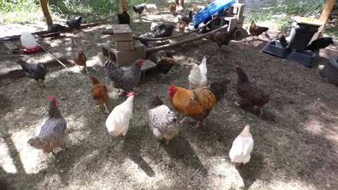 Do chickens like Jack Link's Beef Jerky?