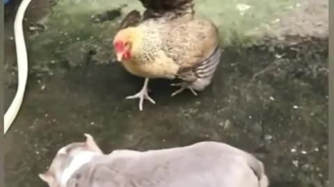 Chicken VS Dog fight #Chicken funny video
