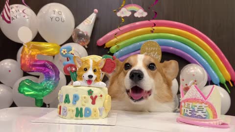 Dog birthday animal cute moment pet debut plan my puppy is five years old