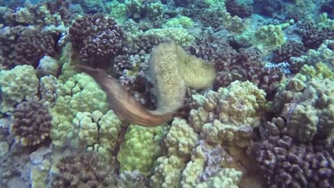Moray Eel Eats Octopus