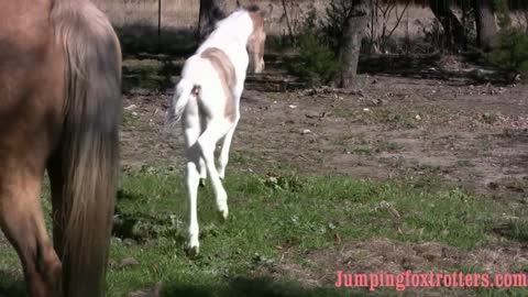 Baby horse finds his springy feet for the first time. Baron the foxtrotter colt.
