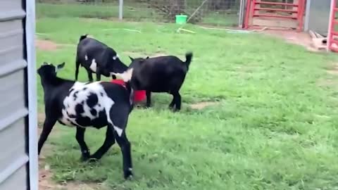 Goat Pushes Its Luck Jumping Fence