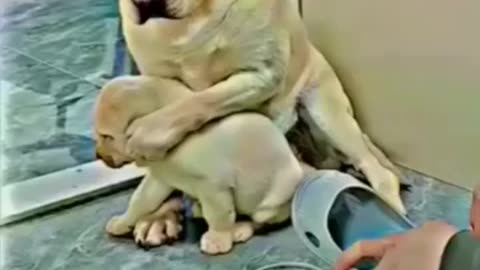 Puppy mother