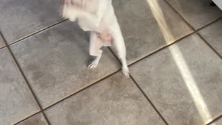 Chihuahuas don’t dance we boogie.