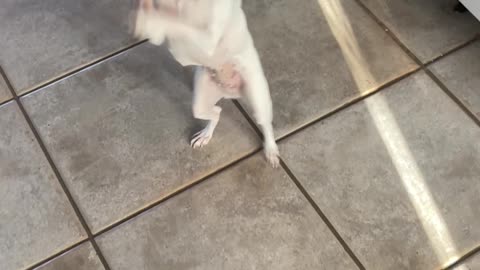 Chihuahuas don’t dance we boogie.