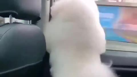 Puppy dancing peeping out of the car