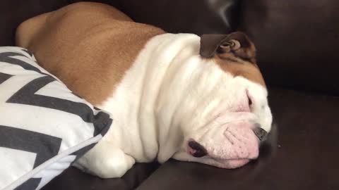 Adorable Bulldog snores while sleeping