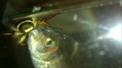 Giant Predaceous Diving Beetle eat fish.