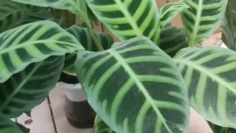 green monstera