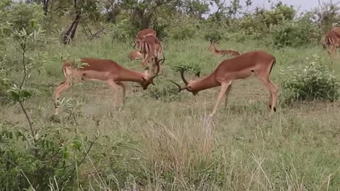 Majestic Impala Rams Engage in Thrilling Duel