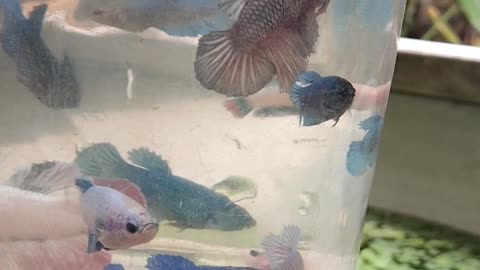 Bettafish female 😀 watch new video beautiful Betta fish 😀 by GBM FISH CARE