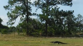 Dog didn't like the gator hanging out