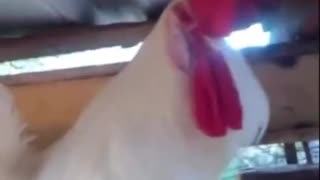 Waking Up A Sleeping Rooster (Funny)