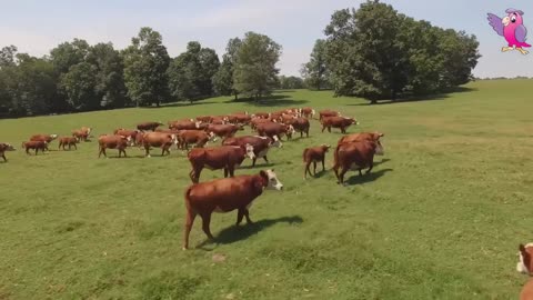 Cow Videos