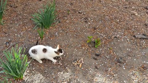 A cute little cat is eating. The cute cat was very hungry.