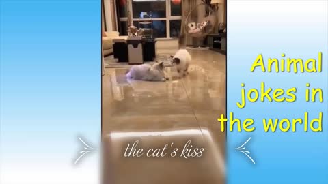 the cat's kiss