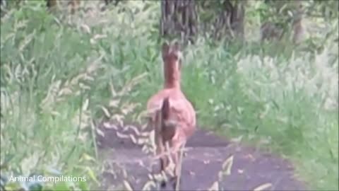 Cute Fawns (Baby Deers) Jumping & Hopping - Compilation