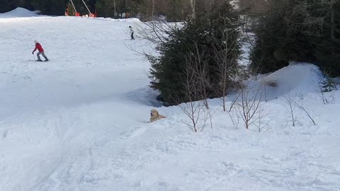 Onlookers Enjoy Heartwarming View as Dog Slides Downhill on Snow-Covered Terrain