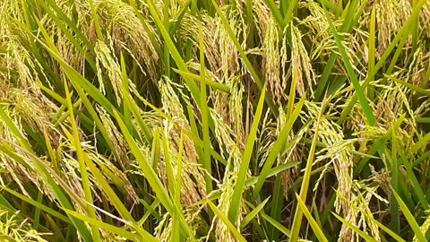 Beautiful Rice field in Bangladesh