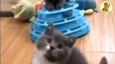 Cutties cat and funny dog playing together