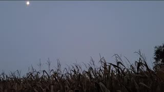 The Harvest Moon And The Owl