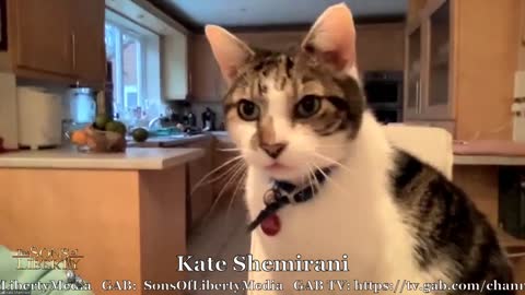 "Fat Dave" The Cat Responds To His Theme Music - Hilarious!