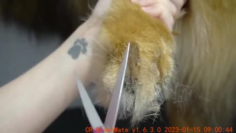 Long Haired German Shepherd Makeover Beautiful Dog
