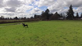 CHASING PONIES