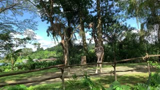 giraffe walking at zoo