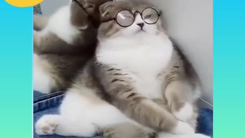 Funny cat wears glasses