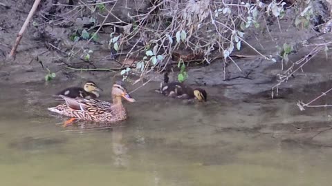 Two cute ducklings swimming with their mother in the river / beautiful little ducks in the water.