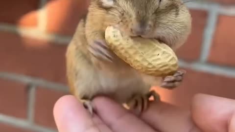 The cute Squirrel is eating peanuts