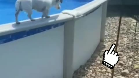 Dog swimming in the pool😍| smart dog |