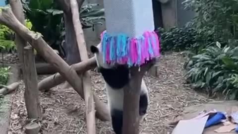 Panda cub gender reveal party